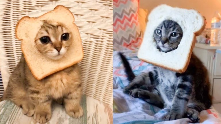 Can you give bread to a cat?